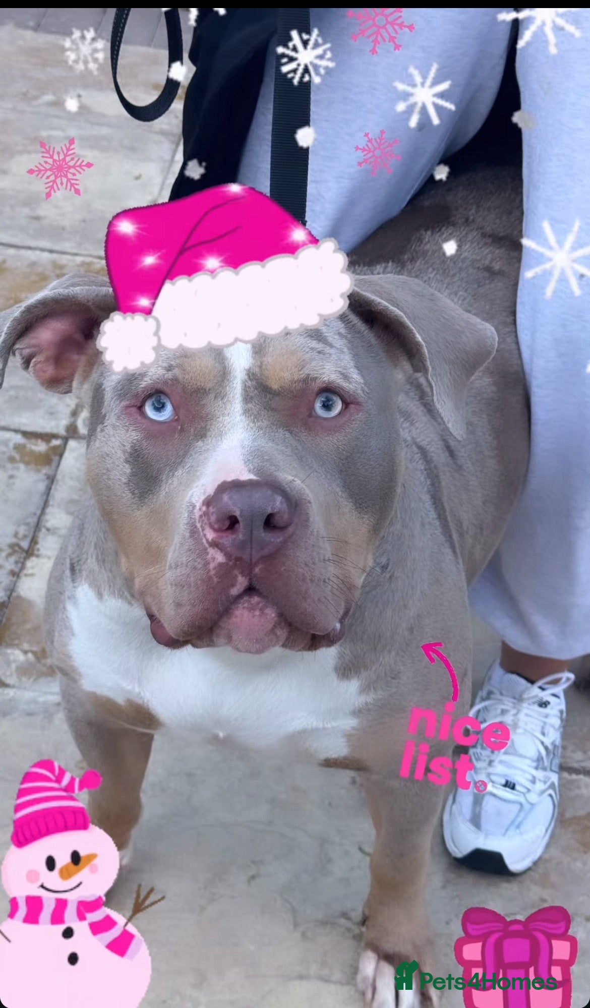 Mixed Breed dogs Cali  - Advert 2