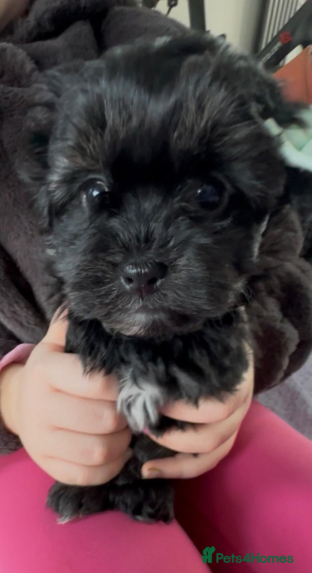 Shih Tzu dogs for sale: Rare imperial black Shih Tzu - Advert 9