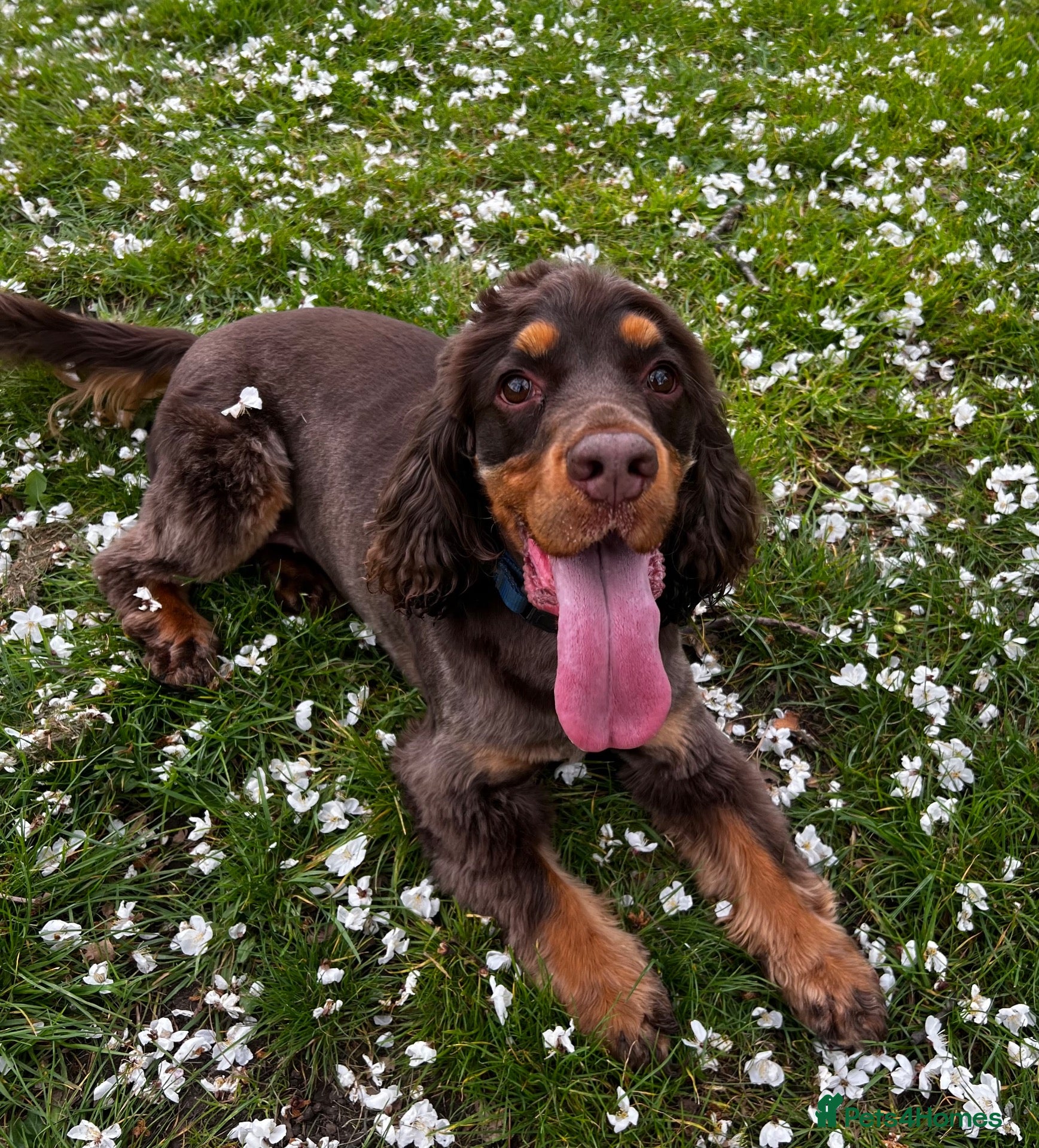 Cocker Spaniel dogs Cocker Spaniel - to go to a loving home - Advert 2