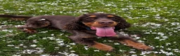 Cocker Spaniel dogs for sale: Cocker Spaniel - to go to a loving home - Advert 1