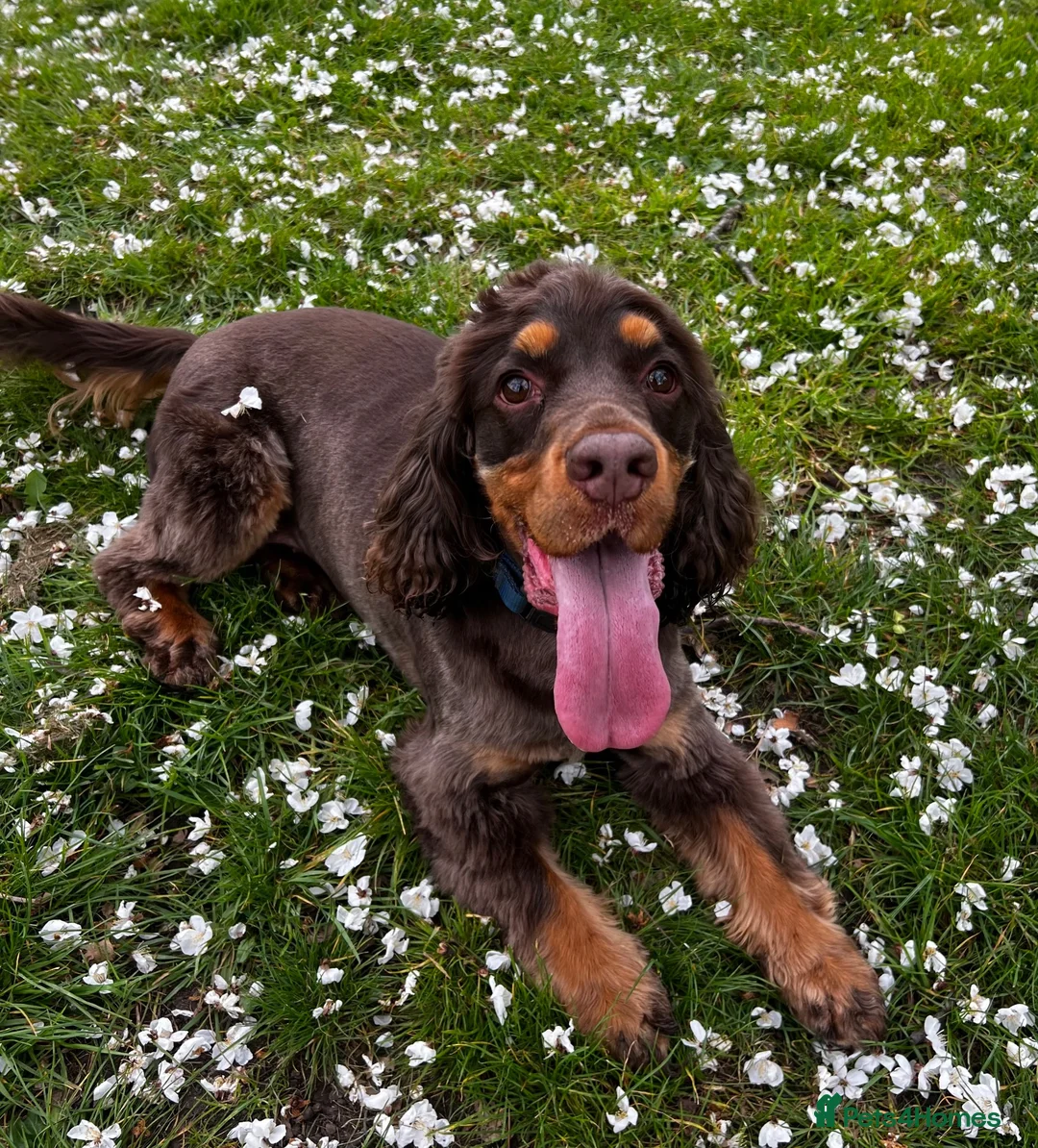 Cocker Spaniel dogs for sale: Cocker Spaniel - to go to a loving home - Advert 1