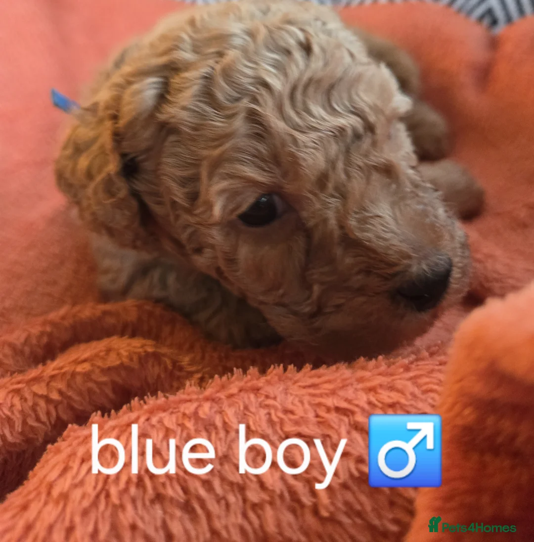 Mixed Breed dogs for sale: Beautiful Health Tested Poochon Cross Puppies  - Advert 25