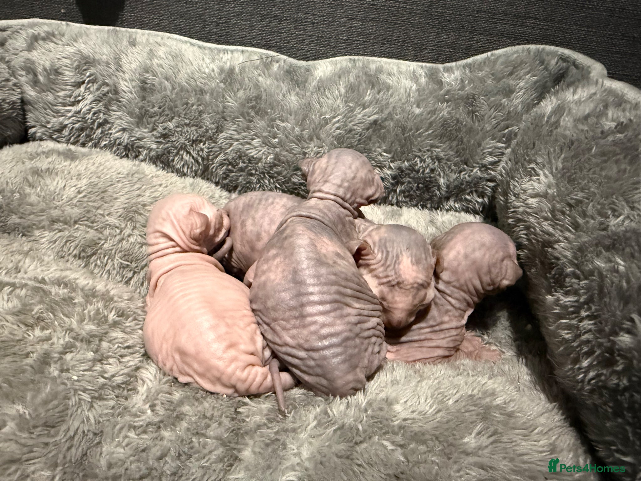 Sphynx cats Adorable Canadian Sphynx Kittens - Advert 3