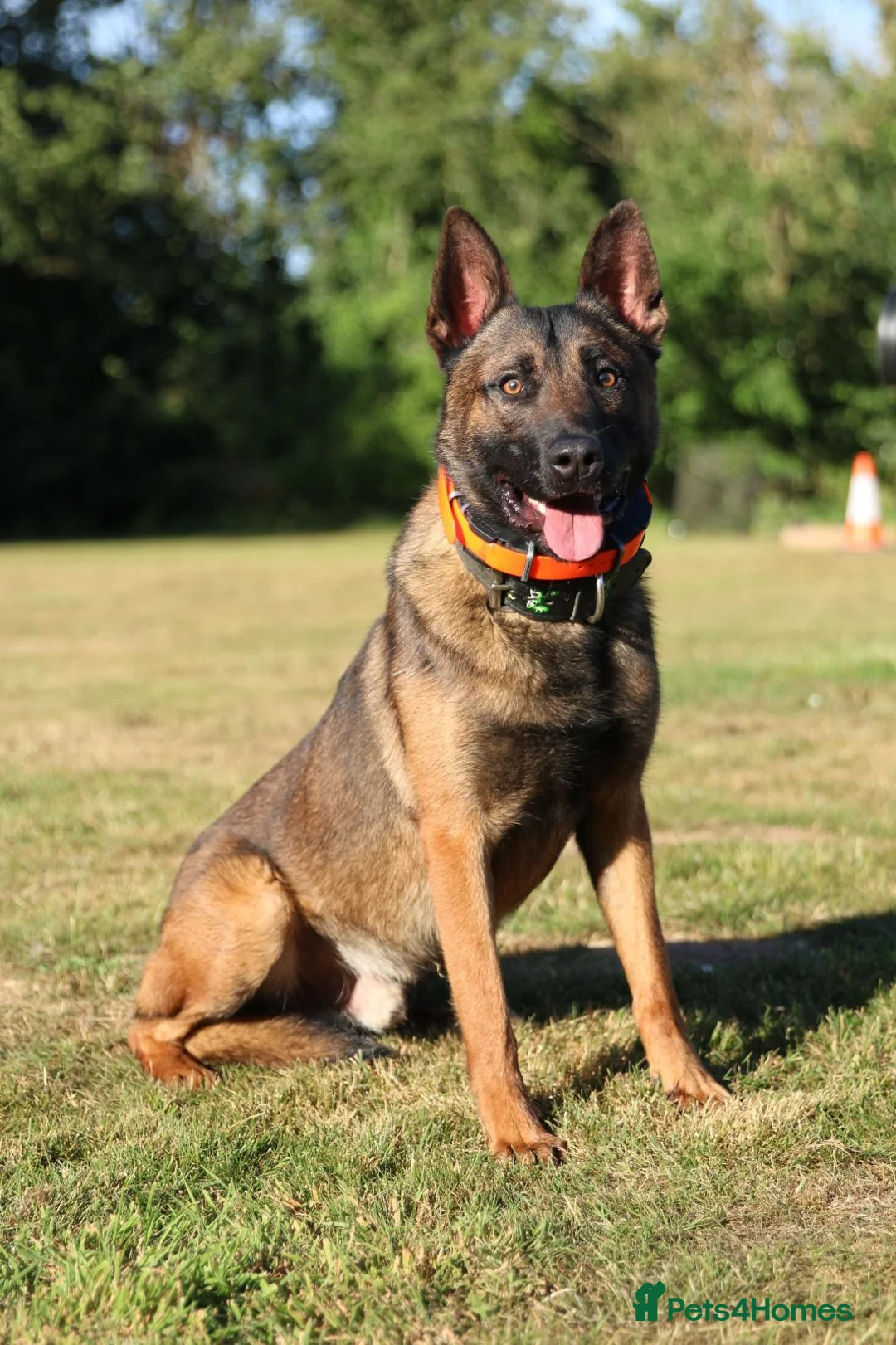 Belgian Shepherd Dog dogs for stud: Dutch Herder for stud duties only  - Advert 3