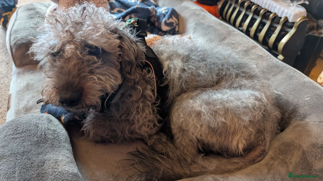 Mixed Breed dogs for sale: Bedlington terrier cross  - Advert 2