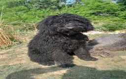 Labradoodle dogs for sale: Beautiful F2B Multigen Standard Labradoodle Pups in Kingsbridge - Image 1