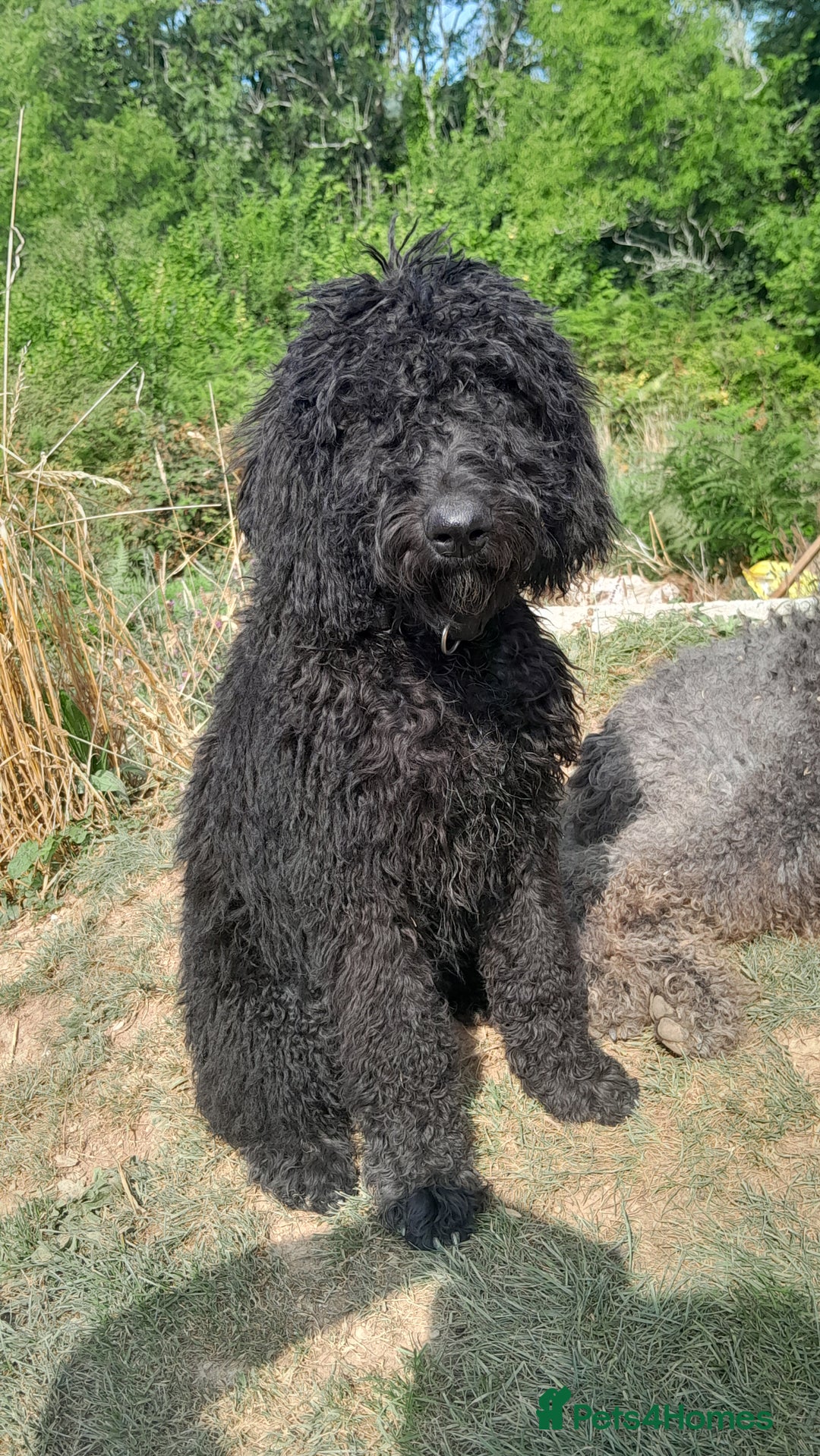 Labradoodle dogs for sale: Beautiful F2B Multigen Standard Labradoodle Pups in Kingsbridge - Image 1