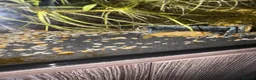 Barbs fish for sale: Full tank and set up for sale Everything included  - Advert 9