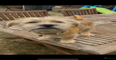 Mixed Breed dogs in Lowestoft - Advert 4