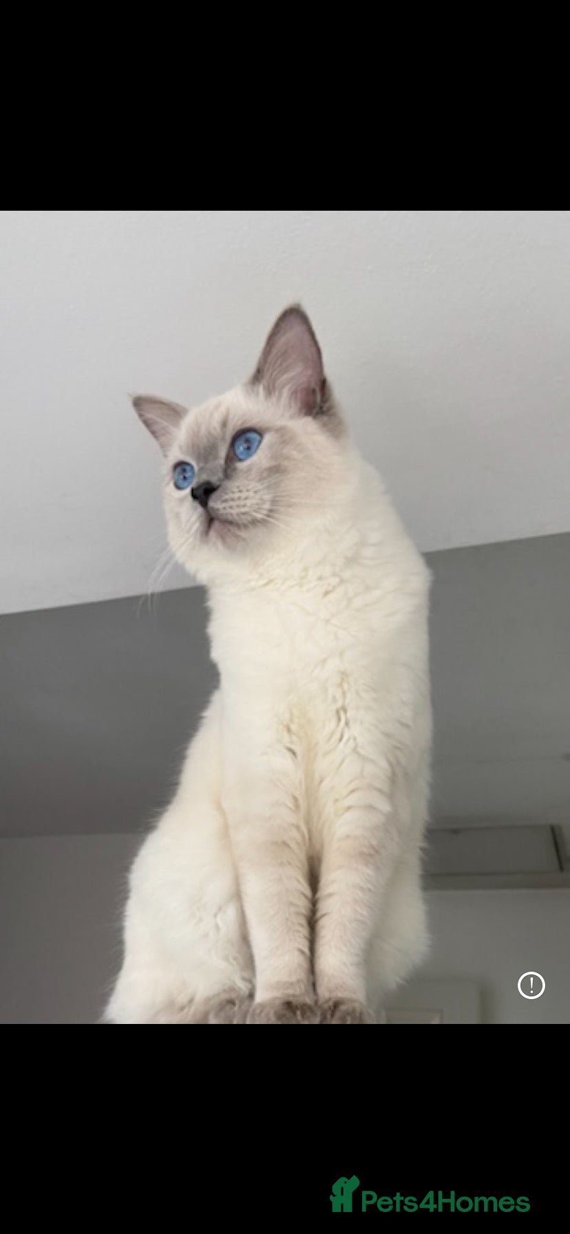 Ragdoll cats Pedigree Ragdoll for stud duty  in Worcester - Advert 5
