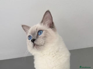 Ragdoll cats in Worcester - Advert 4