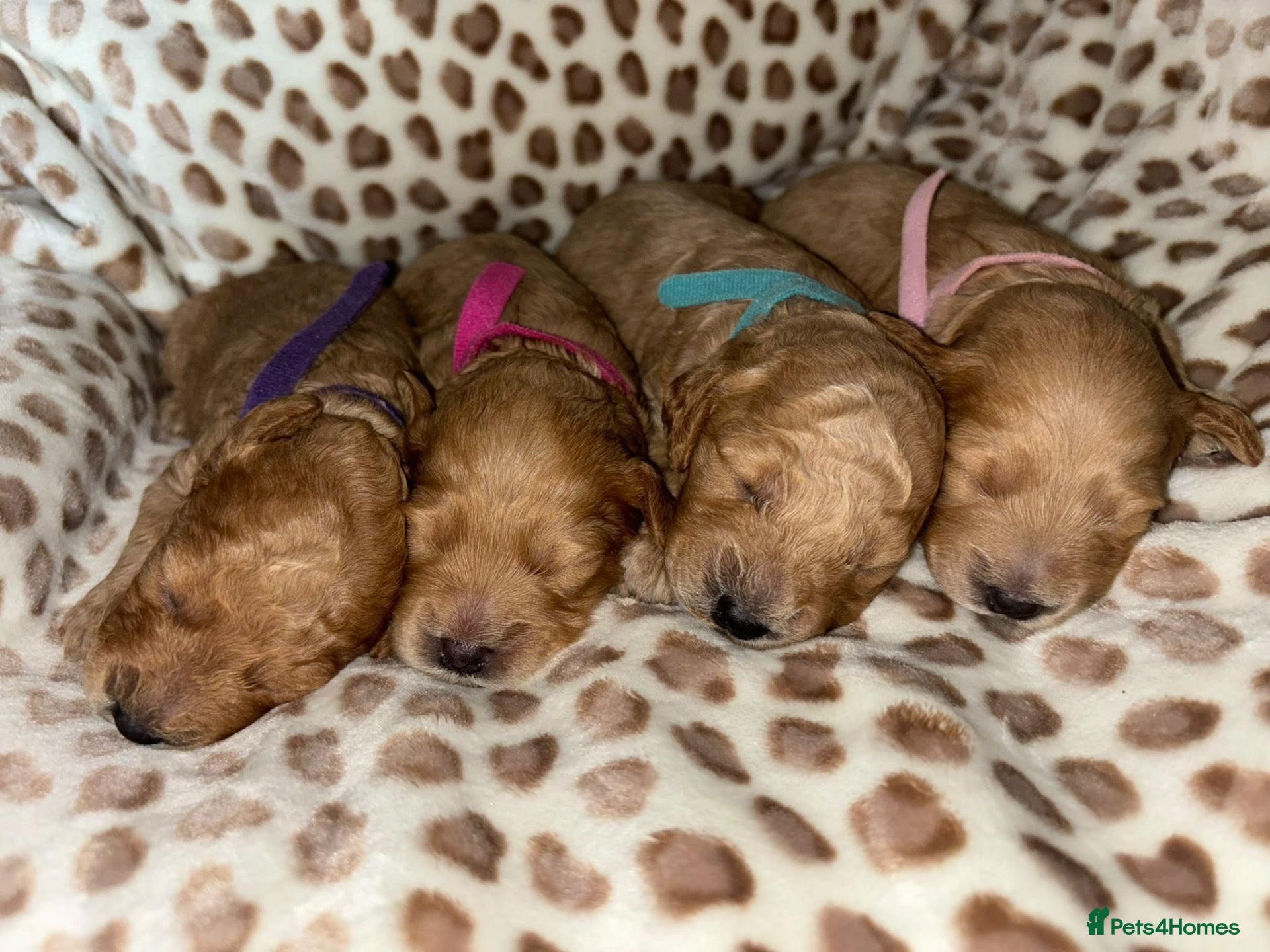 Maltipoo dogs Maltipoo Pups F1b - Advert 12