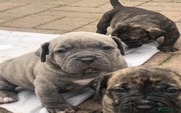 Mastiff dogs for sale: Boerboel x pressa - Image 11