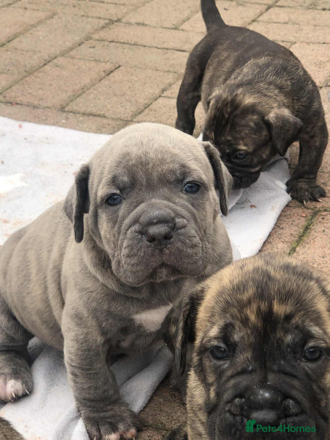 Mastiff dogs for sale: Boerboel x pressa - Image 11