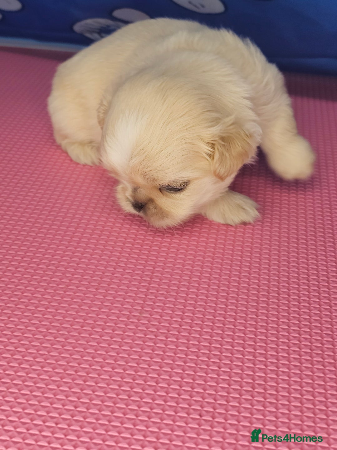 Shih Tzu dogs for sale: Pedigree smallest possible size Shih Tzu - Advert 21