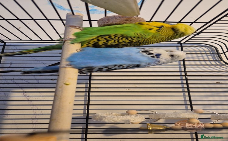 Budgerigars birds - Advert 1