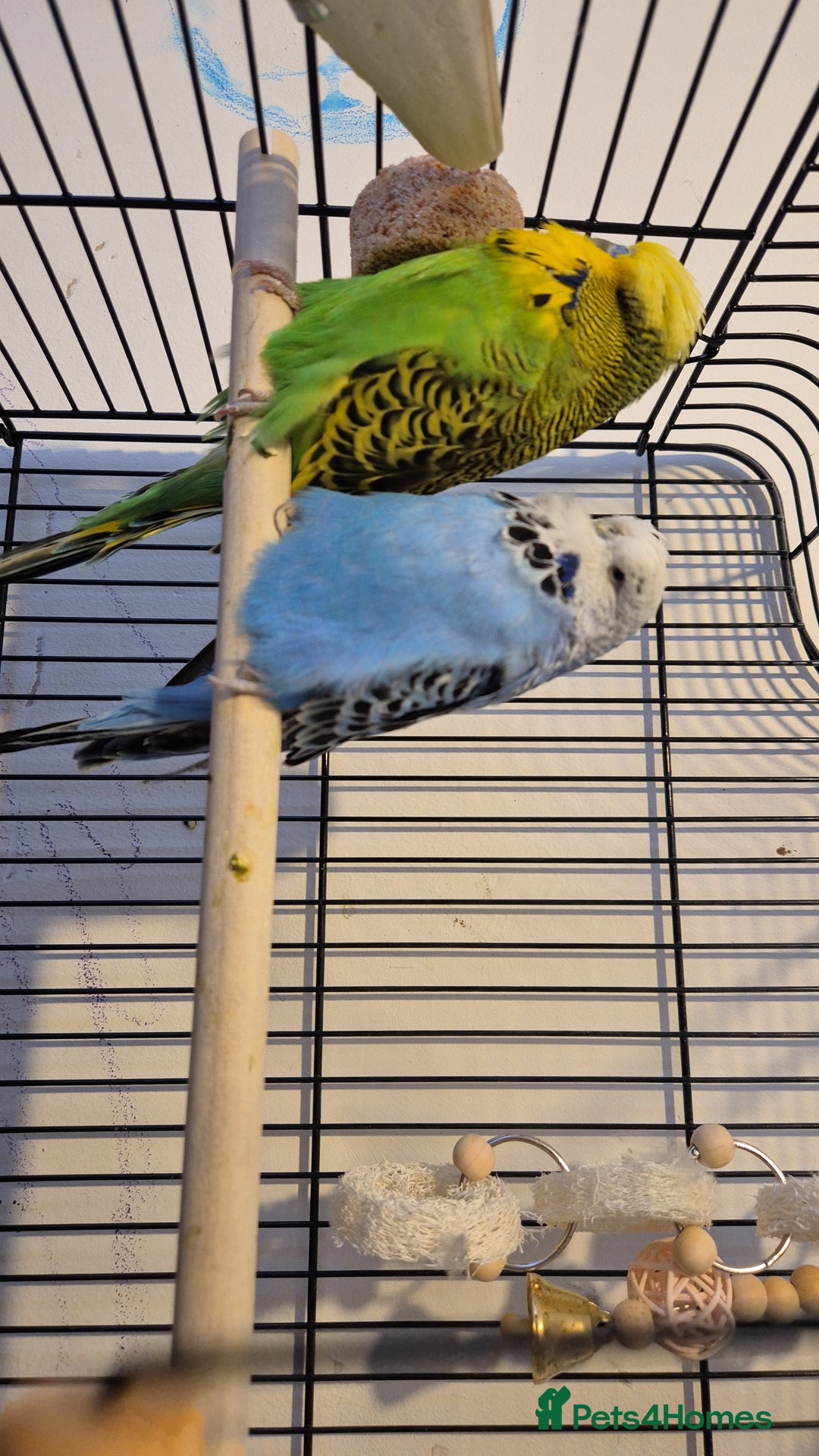Budgerigars birds for sale: Budgies looking for a home  - Image 1