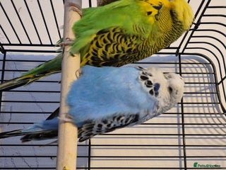Budgerigars birds - Advert 22