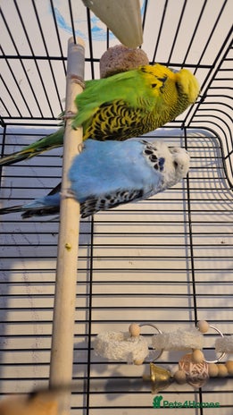 Budgerigars birds - Advert 16