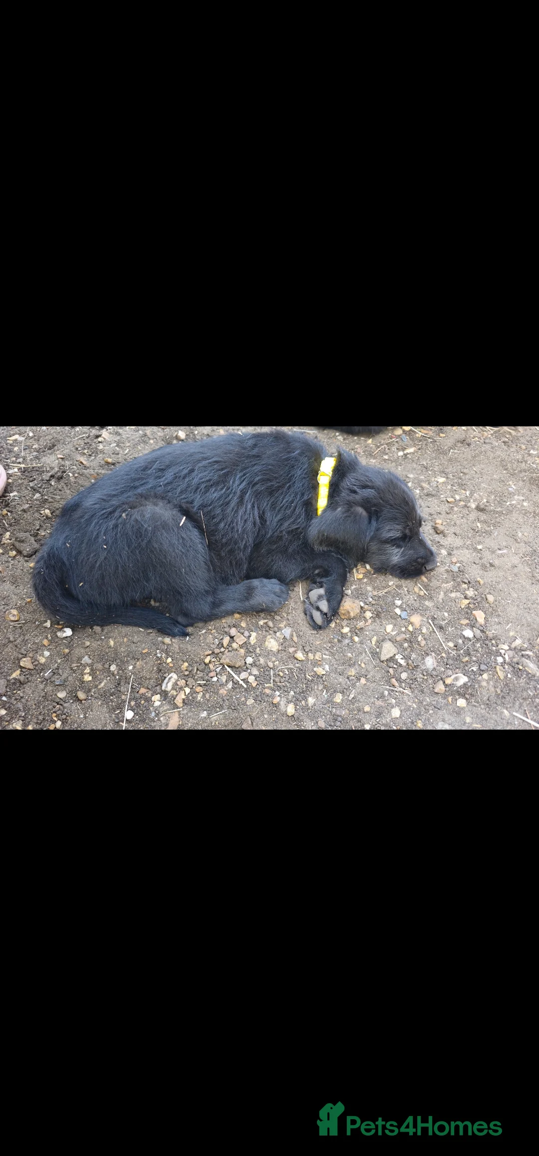 Mixed Breed dogs for sale: Belgian Malinois X Poodles  - Advert 2