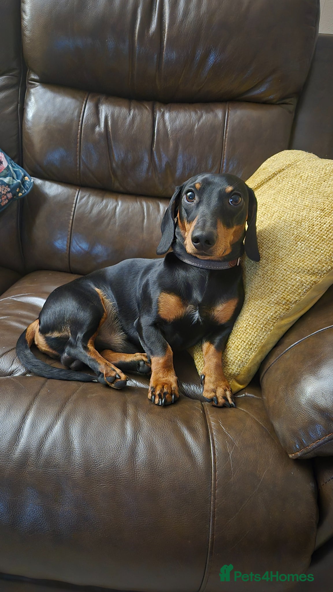 Miniature Dachshund dogs for stud: Miniature Dachshund black and Tan - Advert 3