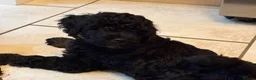 Lhasapoo dogs for sale: Beautiful Lhasapoo x poodle girl in Dereham - Advert 3