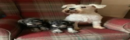 Miniature Schnauzer dogs for sale: KC registered, health tested puppies available  - Advert 10