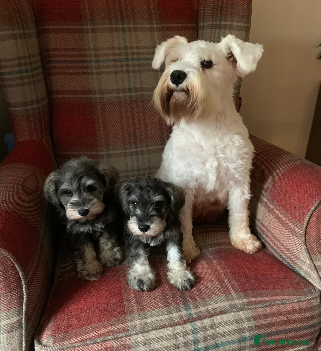 Miniature Schnauzer dogs for sale: KC registered, health tested puppies available  - Advert 10