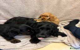 Cocker Spaniel dogs for sale: Show type cocker spaniels puppies  - Image 12