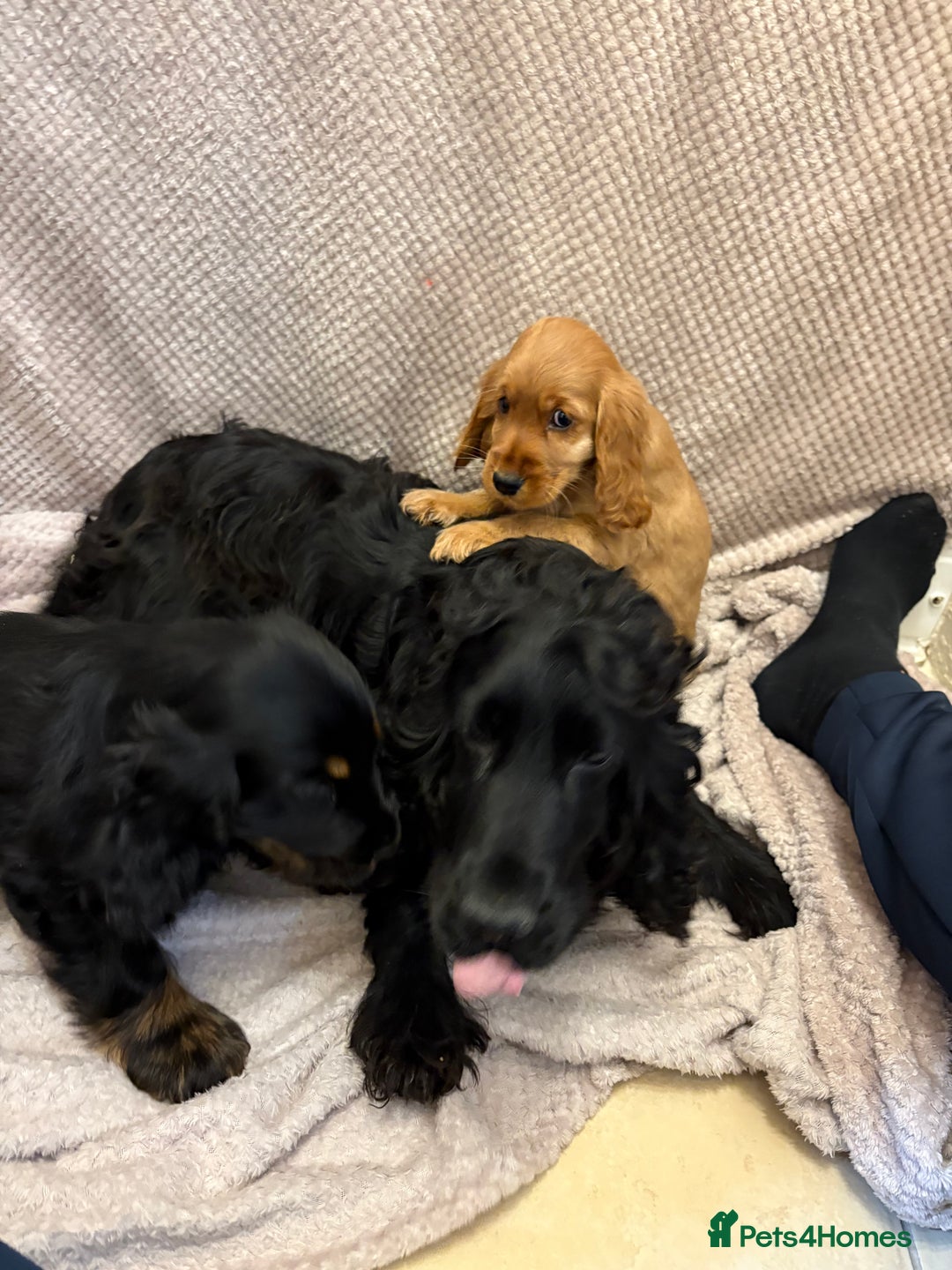 Cocker Spaniel dogs for sale: Show type cocker spaniels puppies  - Image 12
