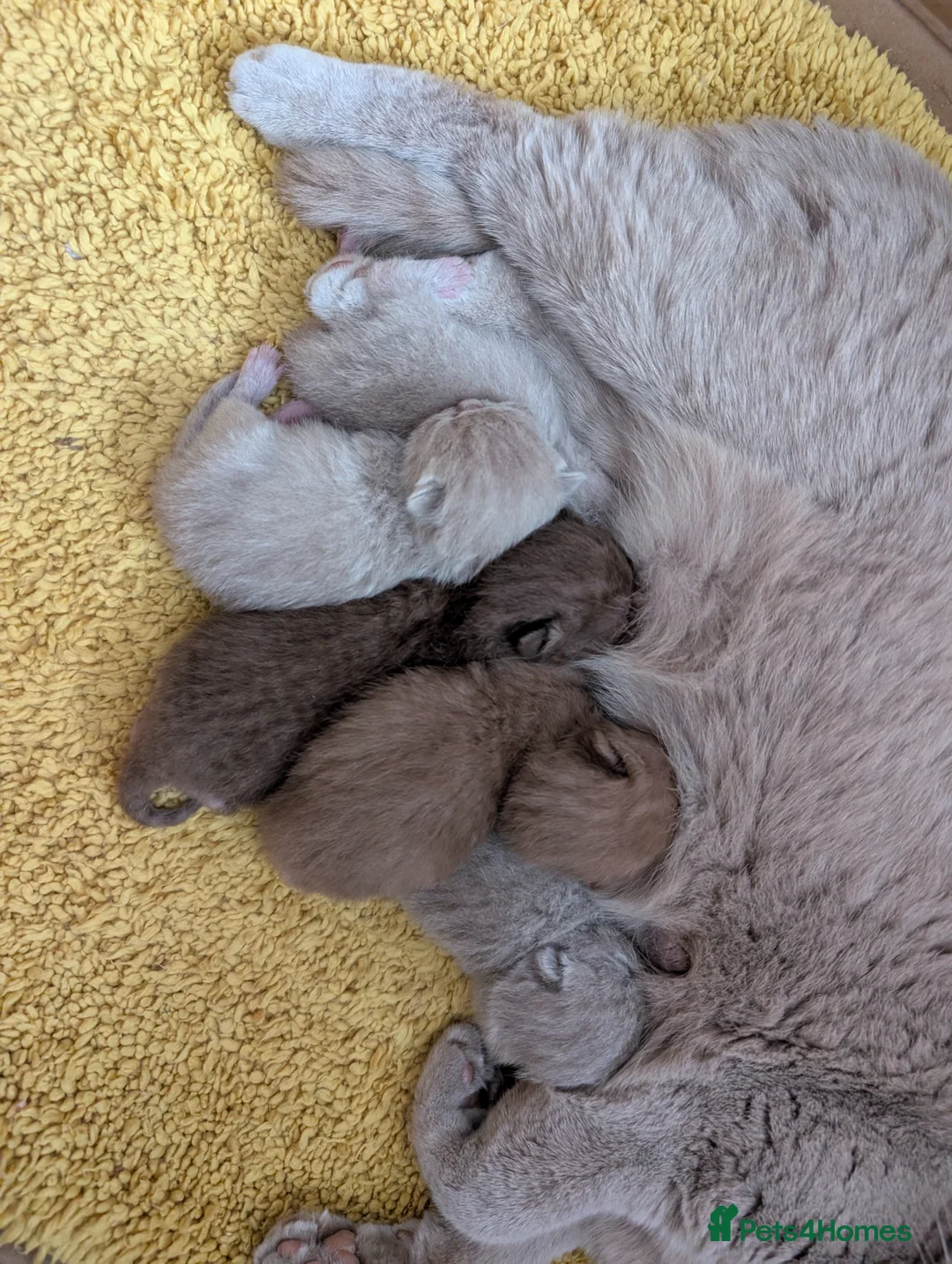 British Shorthair cats for sale: Full British short hair kittens - Advert 2