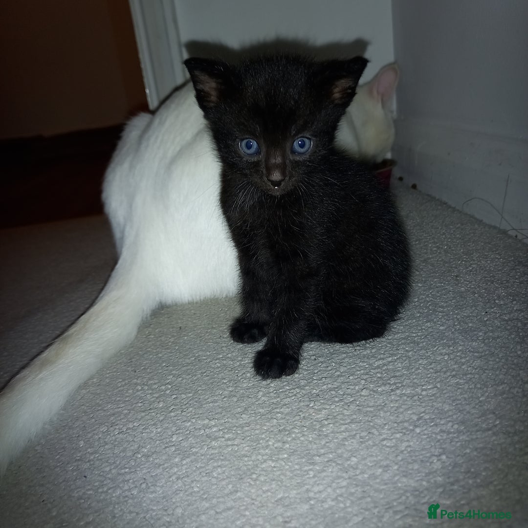 Mixed Breed cats for sale: 2 white 2 black  - Image 2