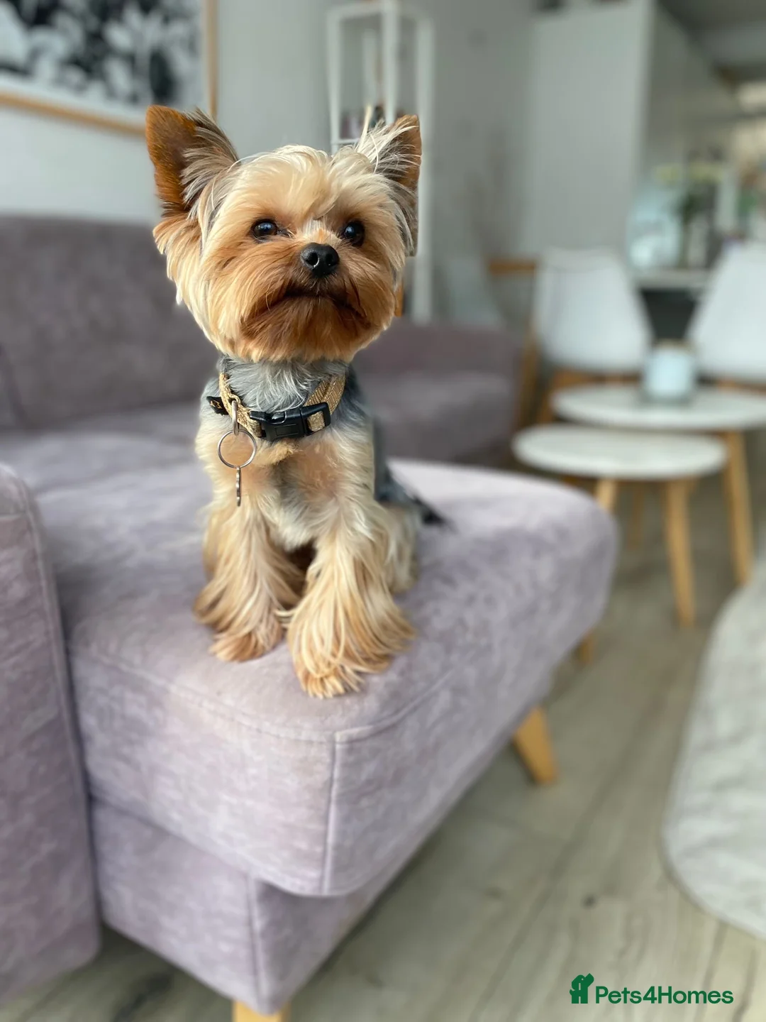Yorkshire Terrier dogs for sale: Adorable KC Yorkies – Last Girl available ❤️ - Advert 2