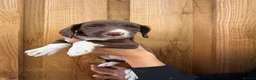 Mixed Breed dogs for sale: Bedlington whippet x springer spaniel puppys - Advert 21