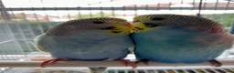 Budgerigars birds for sale: Ben and Bella  in London - Advert 2