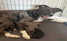 Mixed Breed dogs for sale: Border collie/Cocker Spaniel  - Image 24