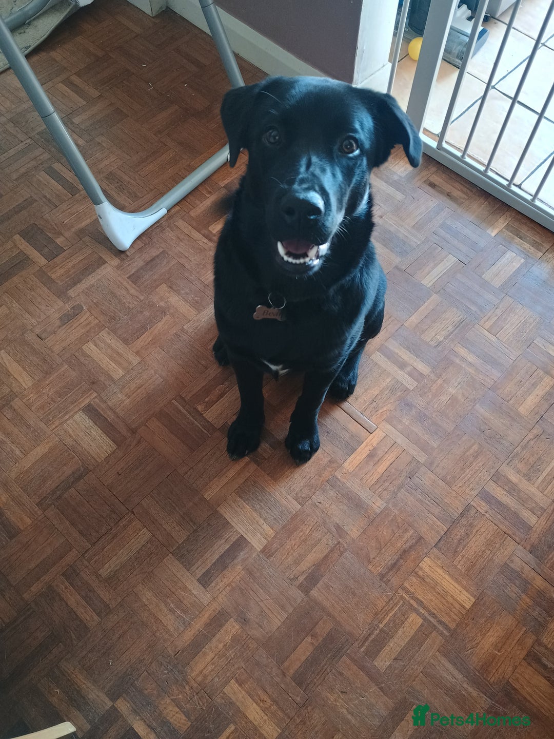 Mixed Breed dogs for sale: Gorgeous Boy - Image 2