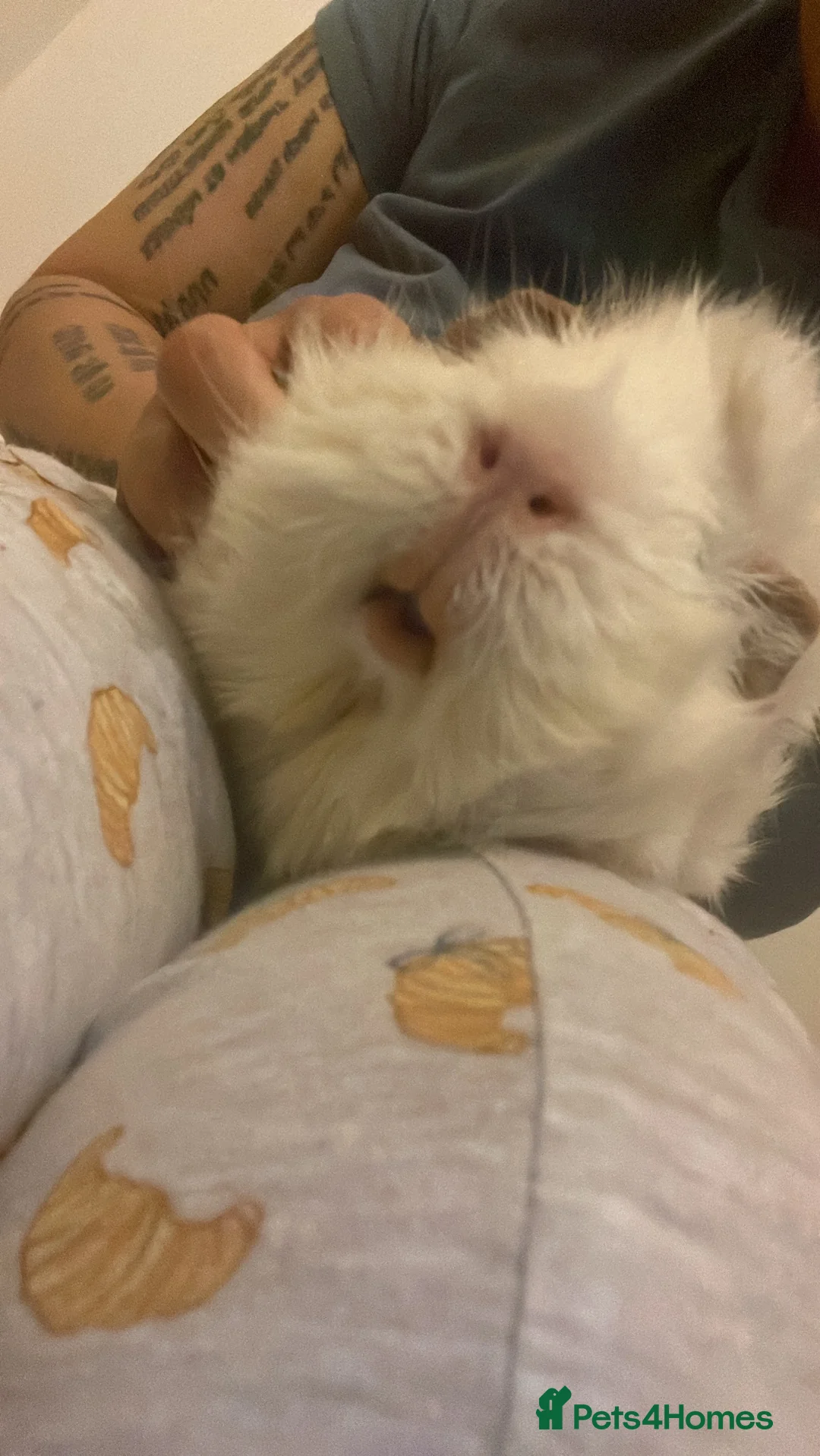 Guinea Pig rodents for sale: 4 males guinea pigs for adoption in Barking - Advert 7