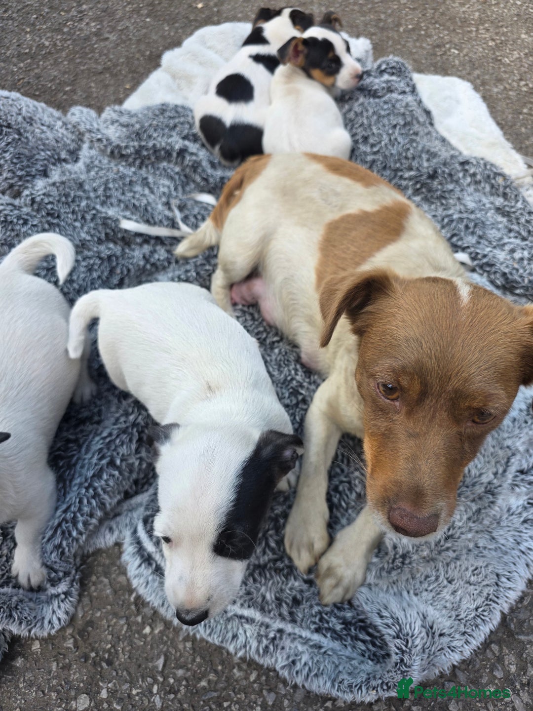 Jack Russell dogs for sale: Jack Russell pups 😍 - Image 6