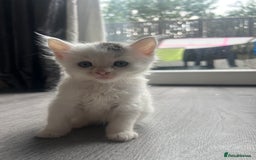Maine Coon cats for sale: Kittens for sale  - Image 5