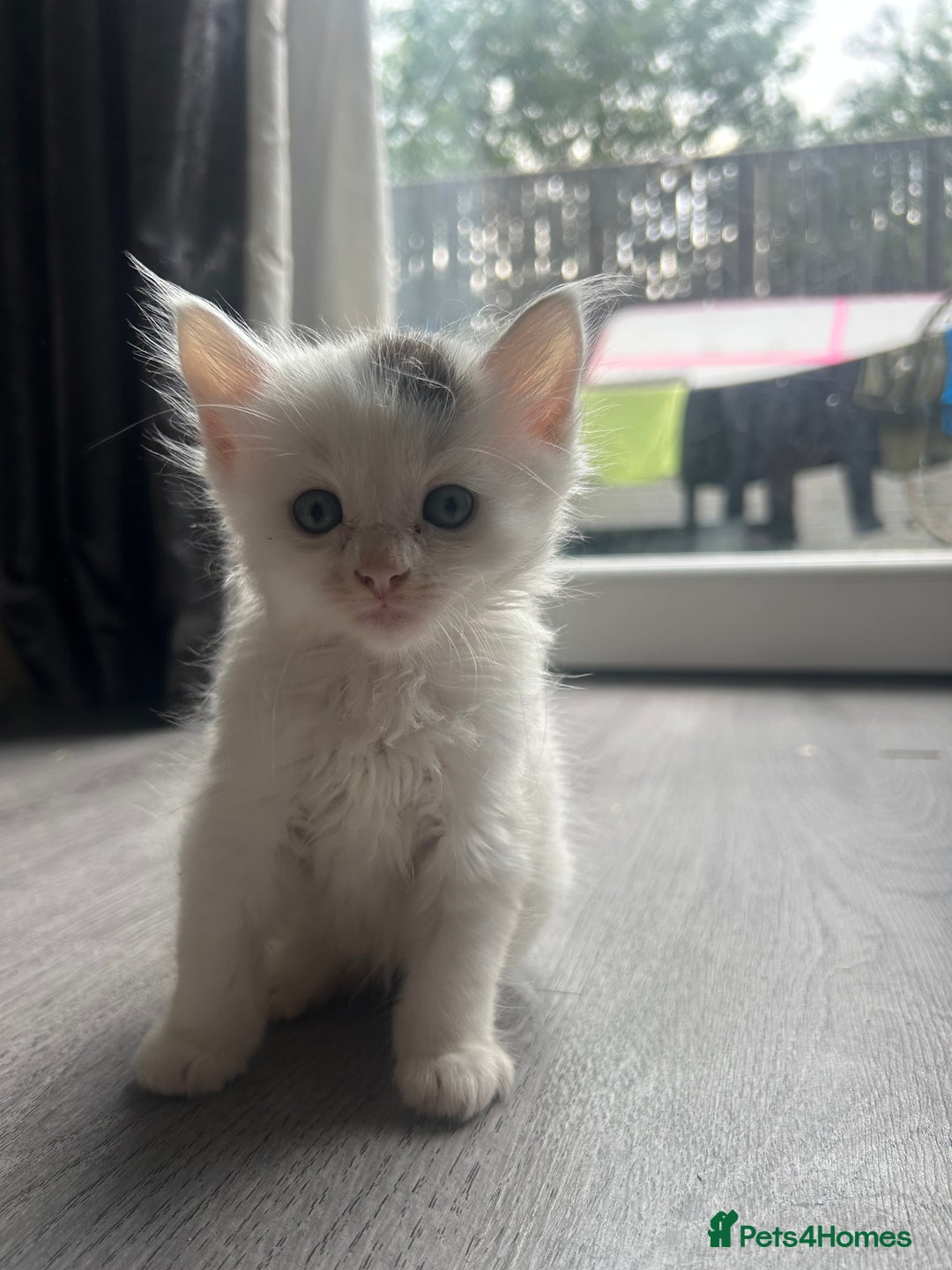 Maine Coon cats for sale: Kittens for sale  - Image 5
