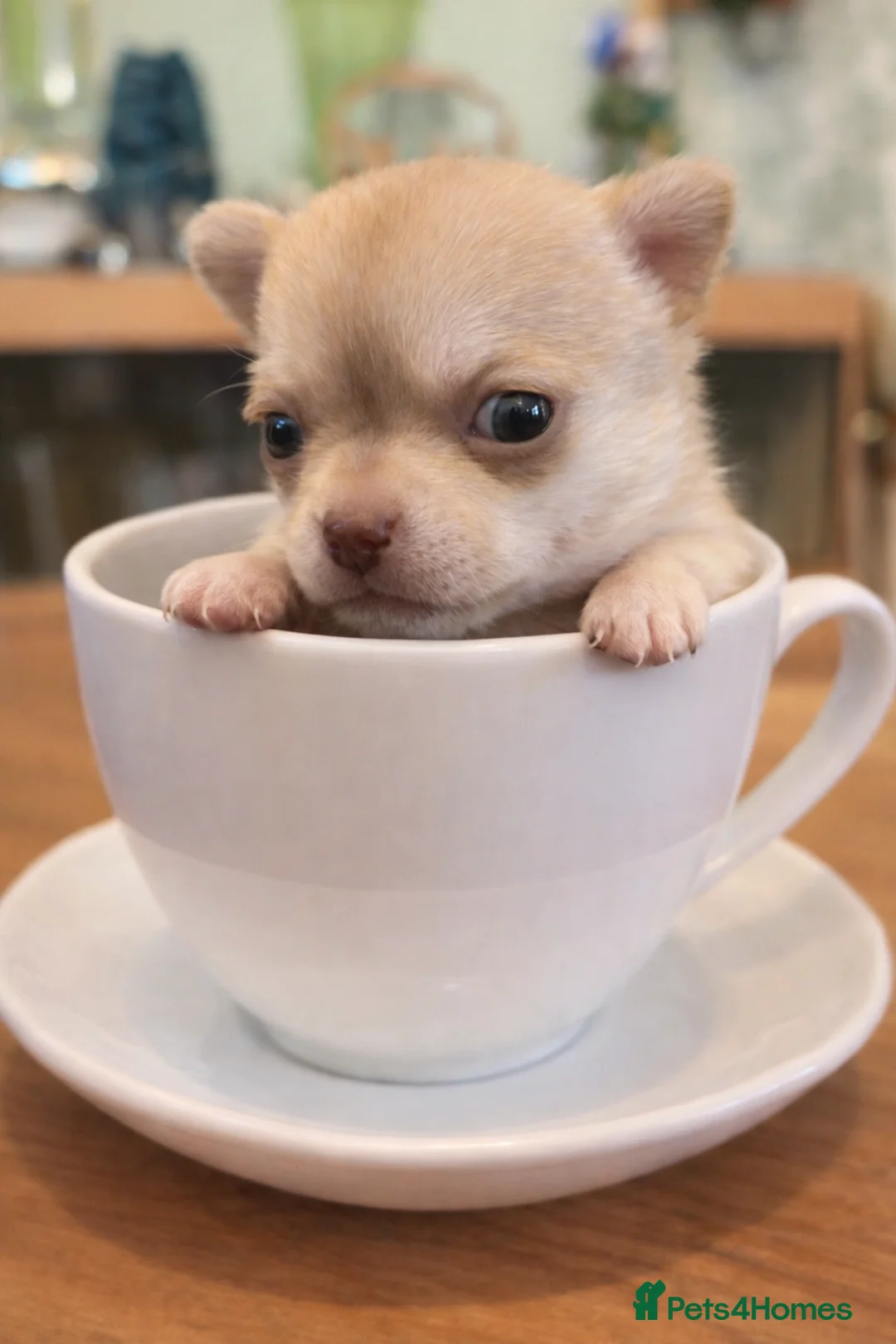 Chihuahua dogs for sale: Tiny pedigree chihuahua puppies  - Advert 6