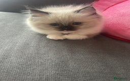 Ragdoll cats for sale: Adorable ragdoll kittens - Image 6