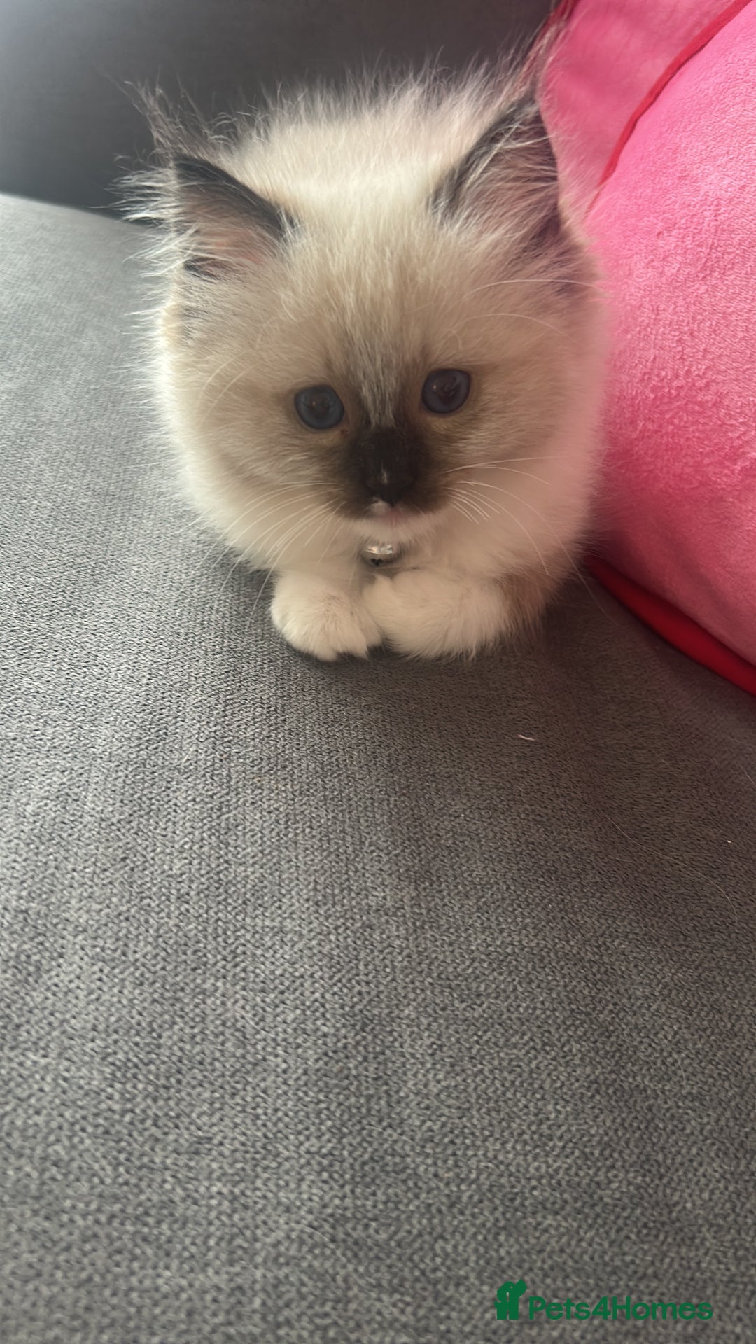 Ragdoll cats for sale: Adorable ragdoll kittens - Image 6