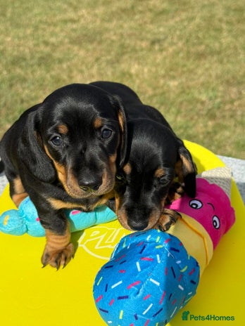 Miniature Dachshund dogs - Advert 15