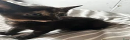 Domestic Shorthair cats for sale: Black and ginger female kitten  - Advert 3