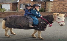 Riding pony horses for sale: For Sale Kids Lead Rein Pony! Safe and Bombproof - Advert 14