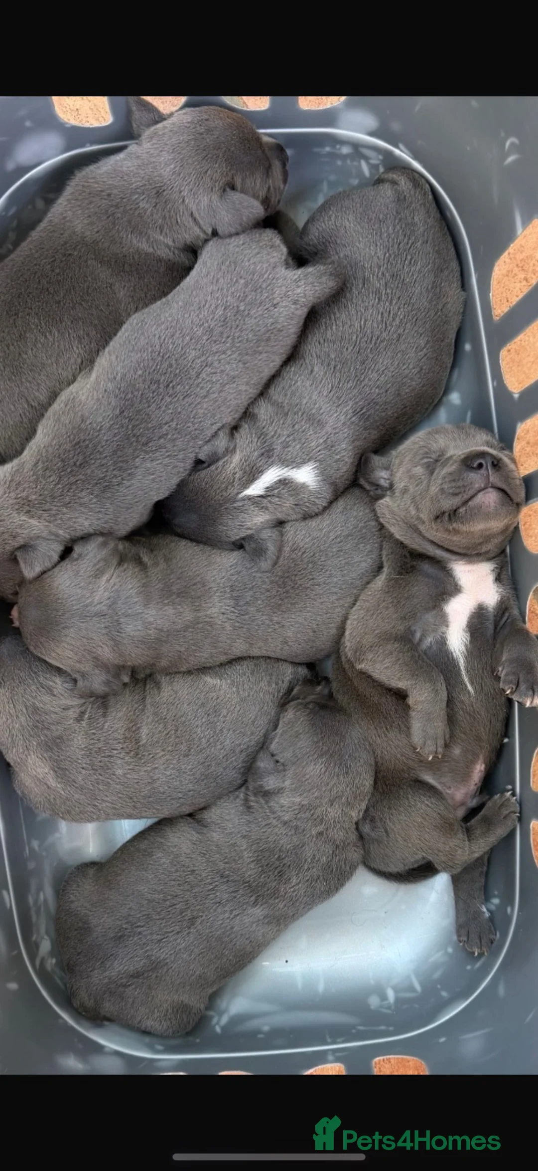Staffordshire Bull Terrier dogs for stud: Stunning proven Staffy stud dog  - Advert 3