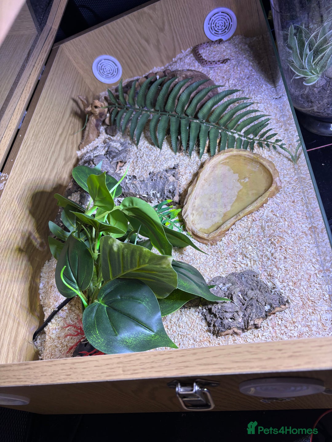 Mixed Breed reptiles for sale: Hognose snake baby and set up  - Advert 5