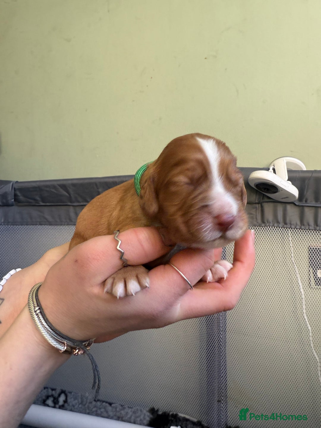 Cocker Spaniel dogs for sale: cocker spaniel puppy's - Advert 12